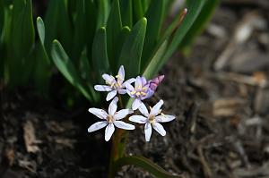 2025-04046228 Tower Hill Botanic Garden, MA